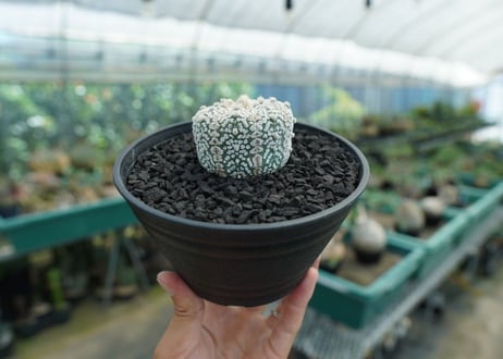 アストロフィツム　スーパー兜　Astrophytum asterias 'Superkabuto'