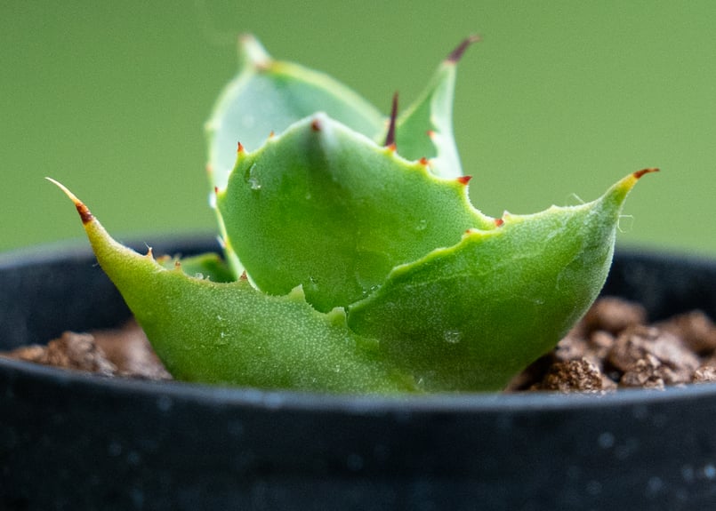 アガベ トレードウィンズ | mana's farm:塊根植物・アガベ・ドライ