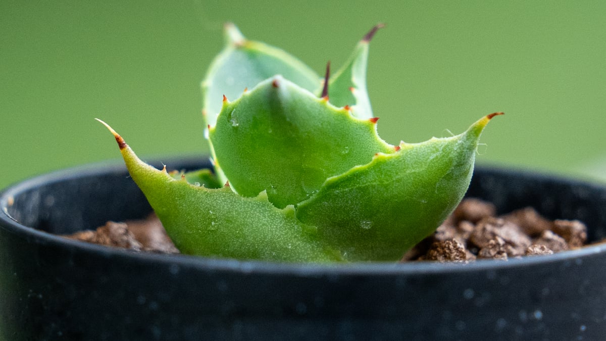 アガベ トレードウィンズ | mana's farm:塊根植物・アガベ・ドライ