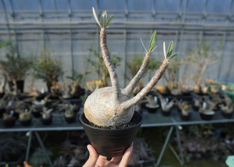 パキポディウム　グラキリス　 Pachypodium Gracilius  No.2