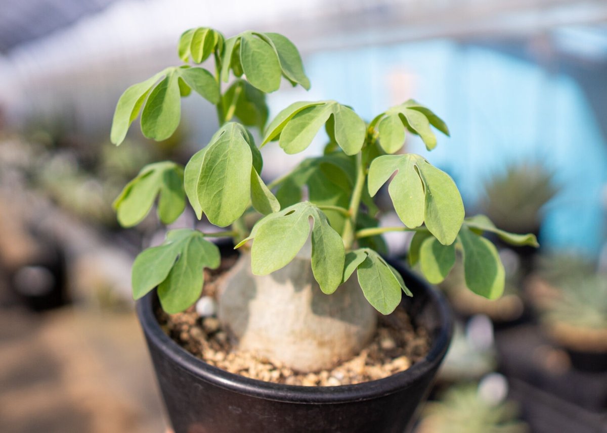 アデニア グラウカ 塊根植物 可愛い名札付き 植え替え済み アデニア グラウカ 塊根植物 可愛い名札付き 植え替え済み