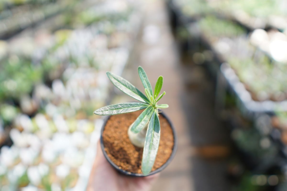 【まん丸】パキポディウム ビスピノーサム 赤肌大株発根済 塊根 アガベ 現地球 まん丸】パキポディウム ビスピノーサム 赤肌大株発根済 塊根 アガベ