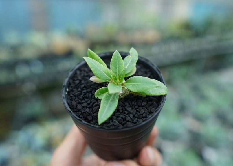 パキポディウム 恵比寿笑い Pachypodium brevicaule No.4 | man