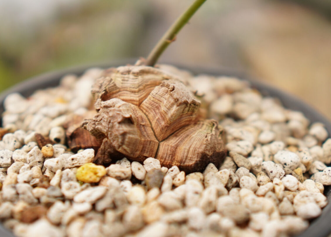 亀甲竜 | mana's farm:塊根植物・アガベ・ドライガーデン植物販売|マナ