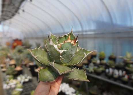 agave titanota chocolate kiss