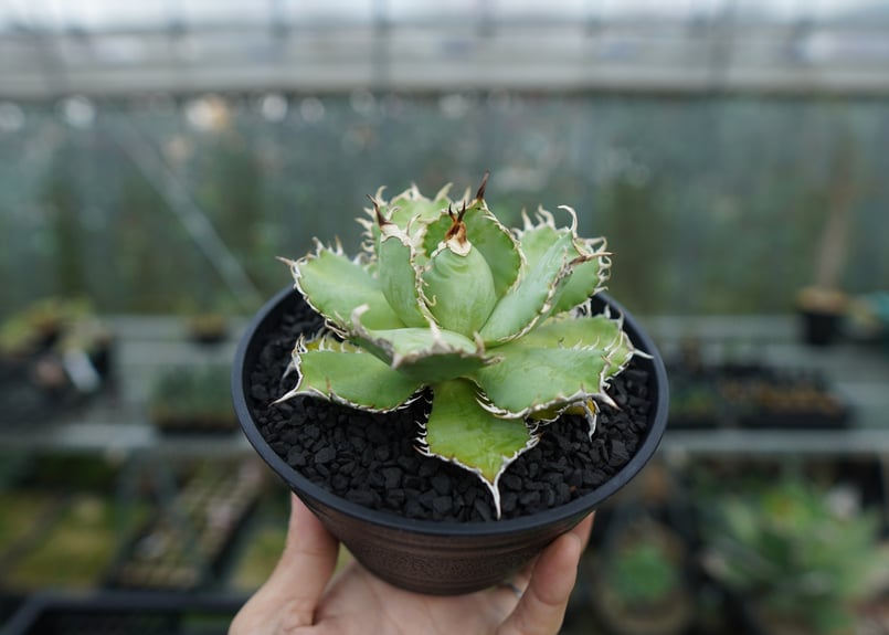 アガベ　チタノタ　フィリグリー　親株 アガベ・チタノタ「フィリグリー」 3.5号鉢 | | チタノタ銘品