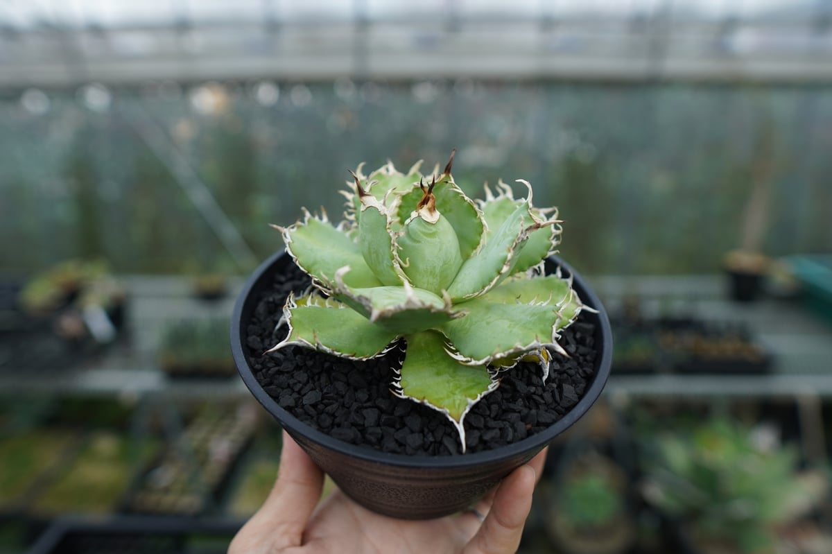 アガベ　　フィリグリー アガベ チタノタ フィリグリー 'デビル' Agave titanota