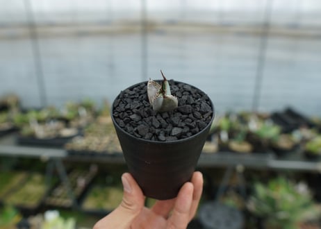 アガベ　チタノタ　ライオンズメーン　Agave titanota Lion's Mane  No.1