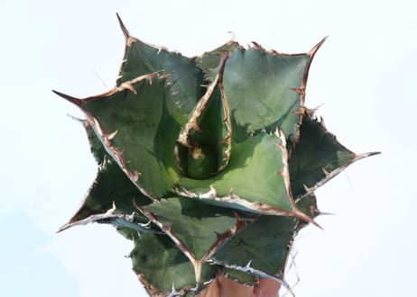 Agave titanota FO-76 compacta dwarf　№3