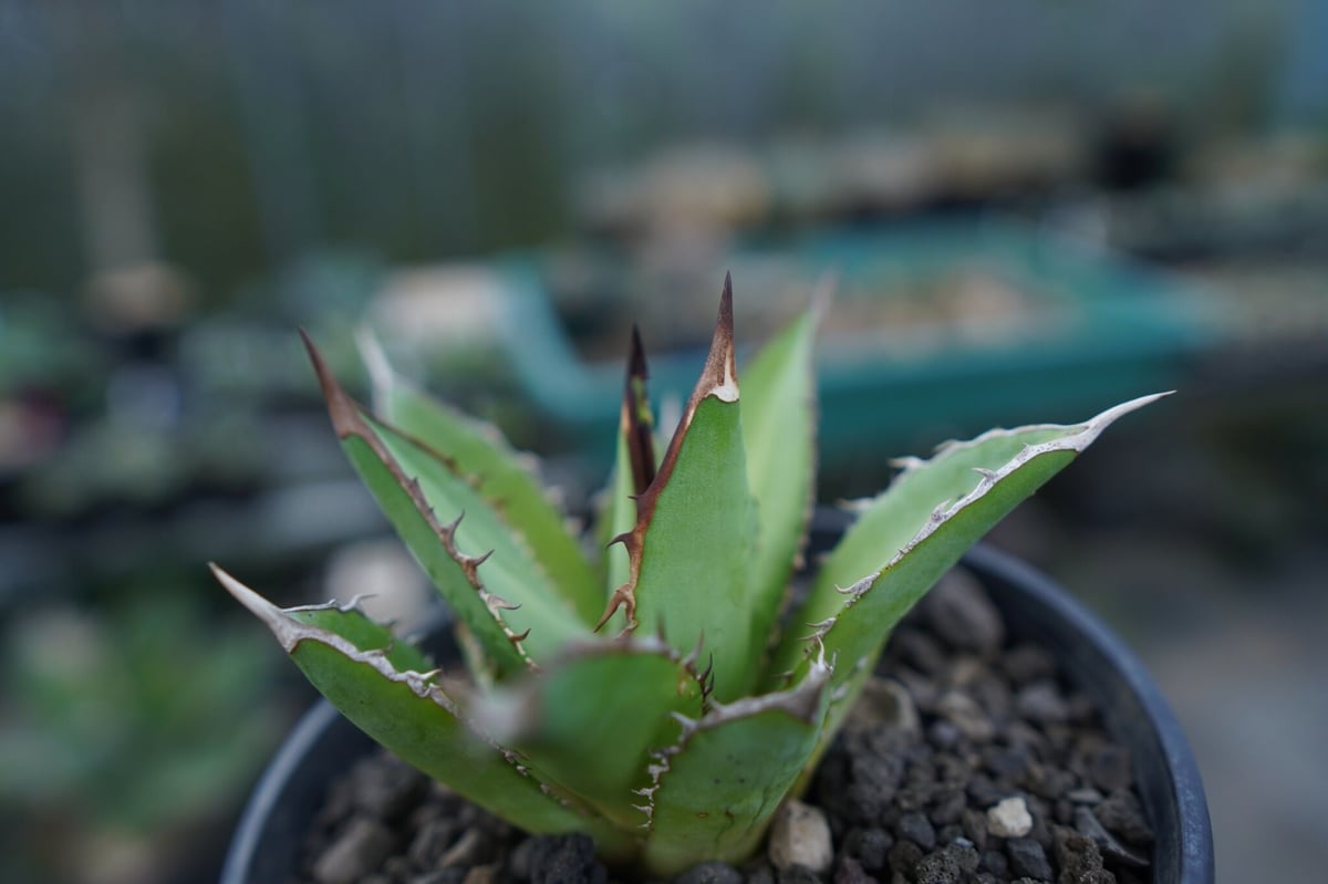 アガベ チタノタ 剣竜 Agave titanota Kenryu | mana's farm