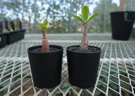 アデニウム　Adenium  No.3