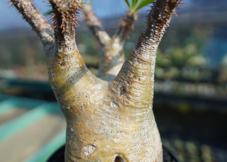 パキポディウム　グラキリス　 Pachypodium Gracilius  No.8