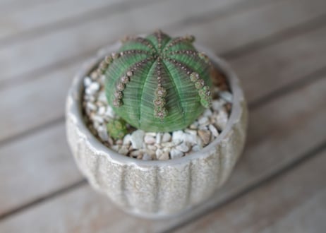 ユーフォルビア　シンメトリカ　Euphorbia　symmetrica