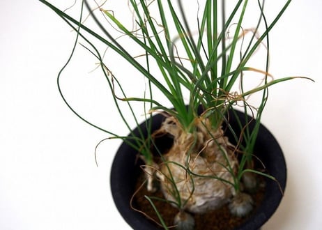 Albuca humilis　アルブカ・フミリス