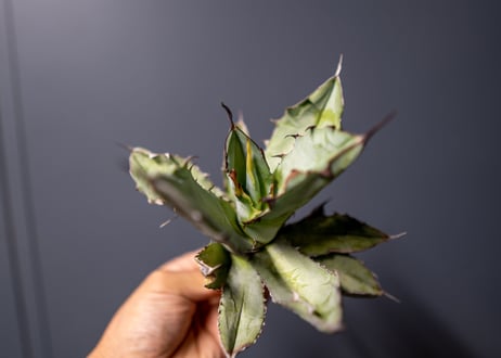 Agave titanota Agave B&B No.1