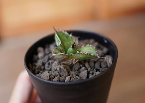 Agave titanota black＆blue 子株　No.2