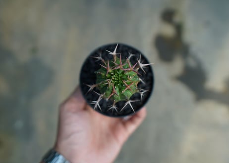 ユーフォルビア　群星冠　Euphorbia stellispina