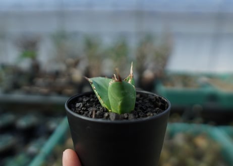 アガベ　チタノタ　白鯨　Agave titanota White whale  A20