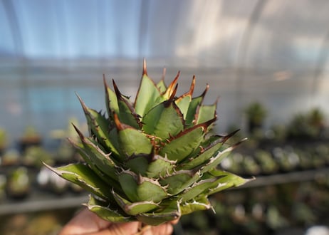 agave titanota 剣竜　No.12