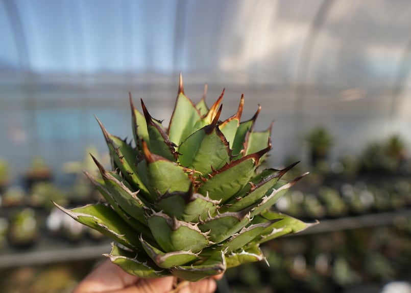 agave titanota 剣竜 No.12 | mana's farm:塊根植物・アガベ・