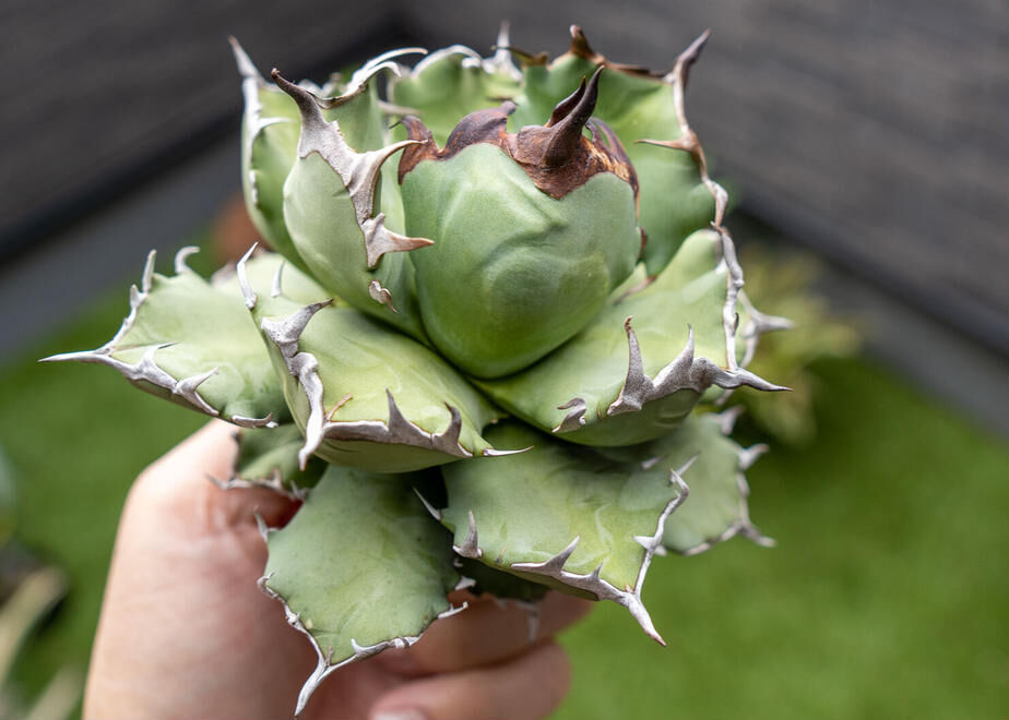 曙光×姫厳龍　子株 Agave titanota dwarf 姫厳龍 子株 | mana's farm:塊根植物・