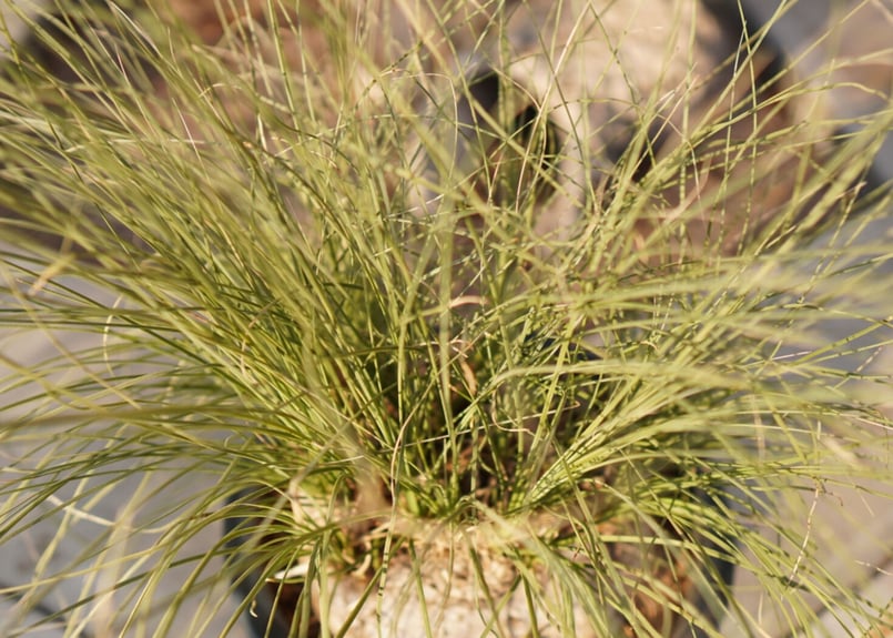 耐寒性№1】カリバナス フーケリー No.3 | mana's farm:塊根植物