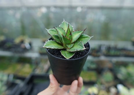 アガベ　チタノタ×ケルチョベイ　Agave titanota x kerchovei