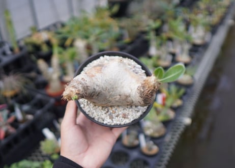パキポディウム　エブレネウム　Pachypodium eburneum　No.3