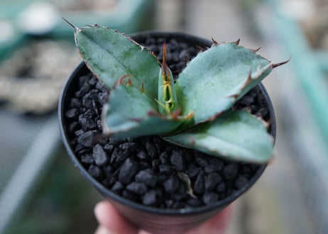 アガベ　チタノタ　 ブラックアンドブルー 　Agave titanota black and blue　No.12
