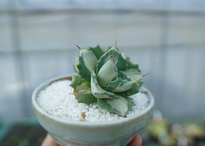 【アガベ】雷神　錦　白中班　石化　レア株　超ボールタイプ アガベ 王妃雷神錦 白中斑 Agave “Ohi Raijin Nishiki Shirona