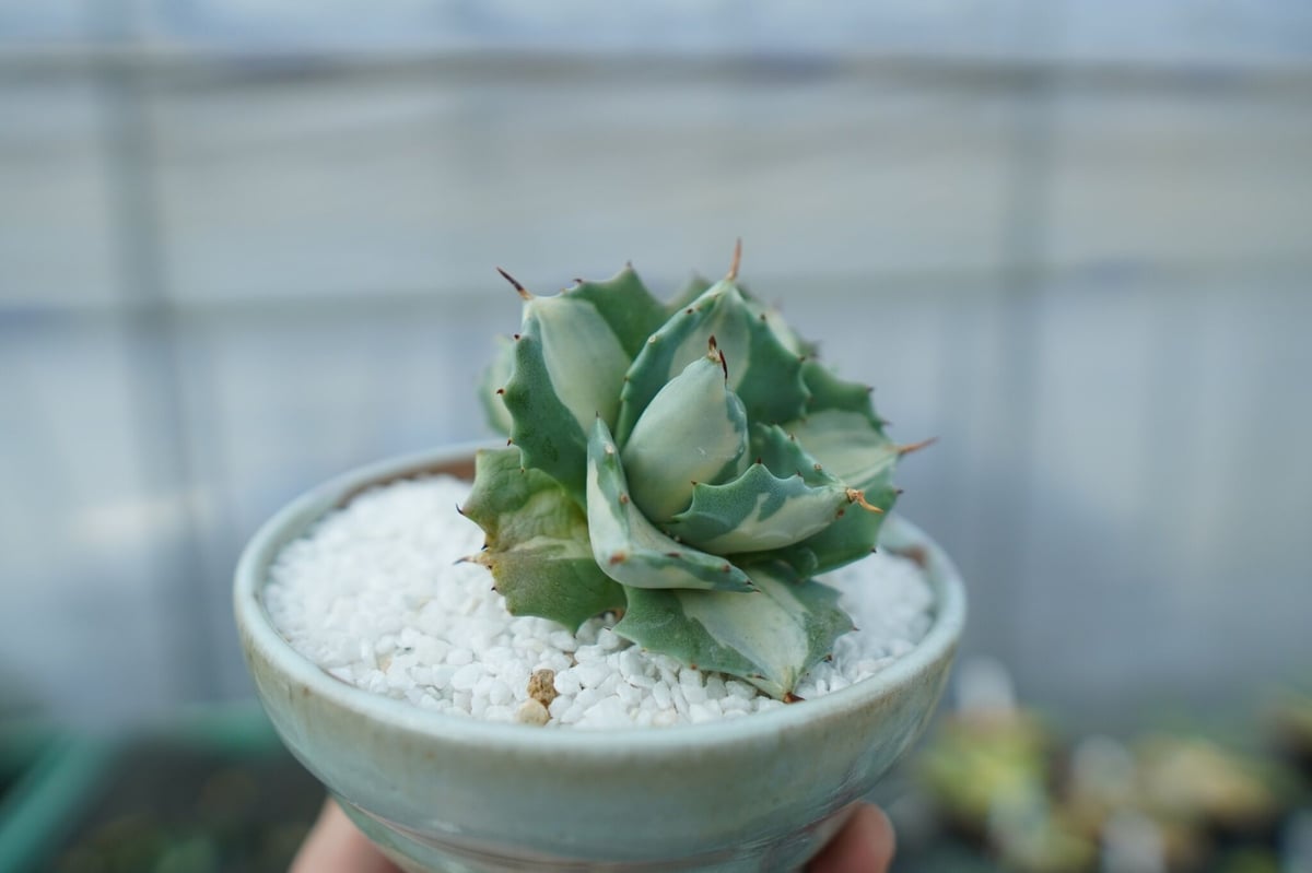 【アガベ】雷神　錦　白中班　石化　レア株　超ボールタイプ アガベ】雷神 錦 白中班 石化 レア株 超ボールタイプの通販 by