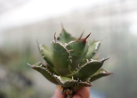 Agave titanota FO-76 C NO.3
