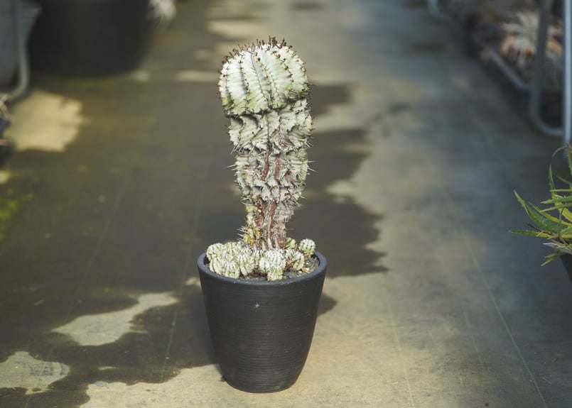 ユーフォルビア ゼブラホリダ | mana's farm:塊根植物・アガベ・ドライ