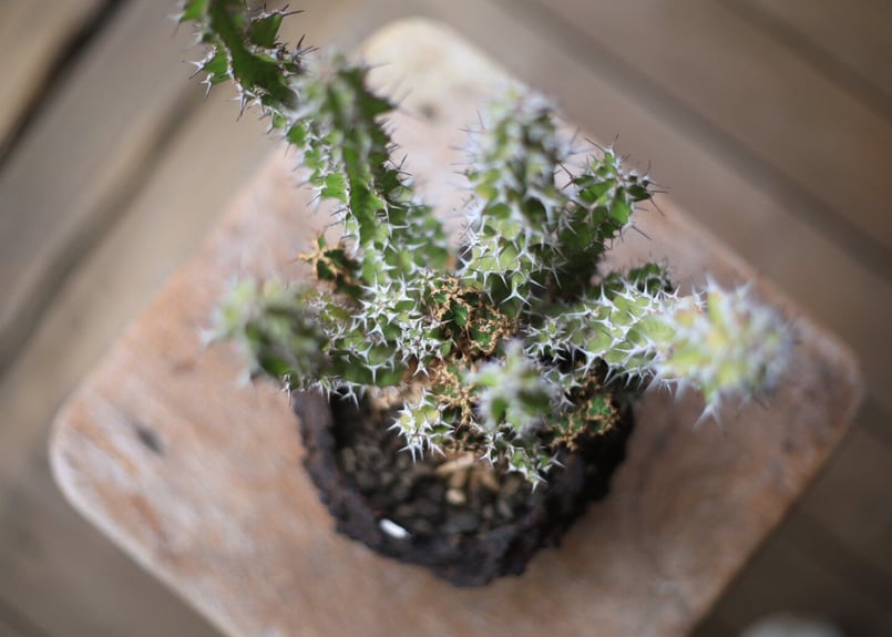 ユーフォルビア ノベリー Euphorbia knobelii | mana's farm:塊