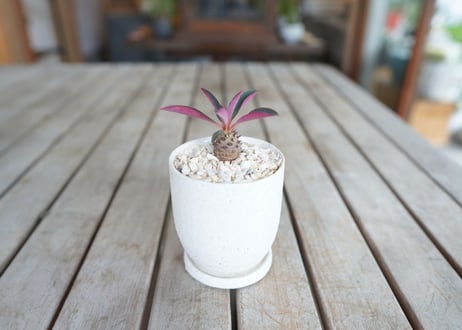 ユーフォルビア　パキポディオイデス　Euphorbia pachypodioides