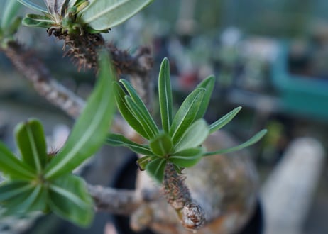パキポディウム　グラキリス　 Pachypodium Gracilius  No.1