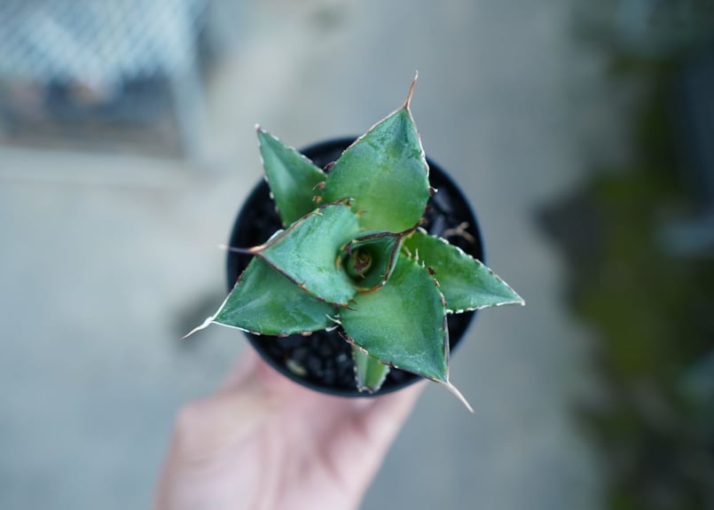 アガベ チタノタ ハデス Agave titanota Hades | mana's gree アガベ チタノタ ハデス Agave titanota Hades | mana's gree