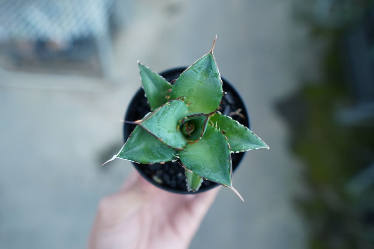 アガベ チタノタ ハデス Agave titanota Hades | mana's farm