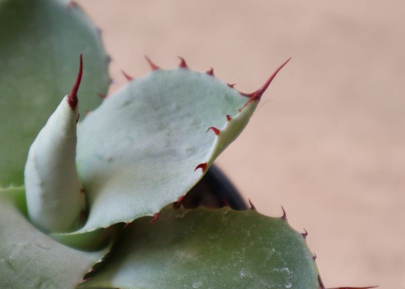 アガベ　パリー・トランカータ1株⑤＋おまけ アガベ・パリー・トランカータ実生記録①(Agave parryi var