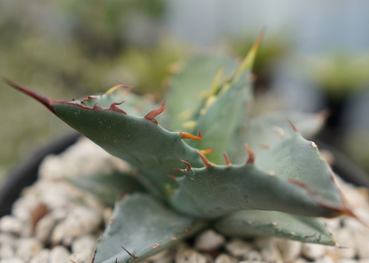 アガベ ハイブリット チタノタ×マルガリータ No.1 | mana's farm:塊根