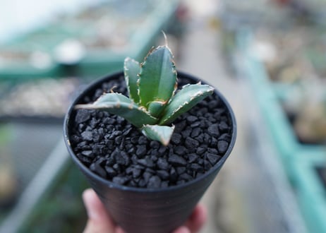 アガベ　チタノタ　FO-76　Agave titanota  FO-76　No.16