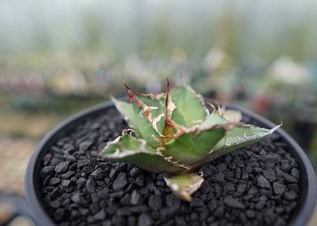 アガベ チタノタ シーザー agave titanota caesar　No.3