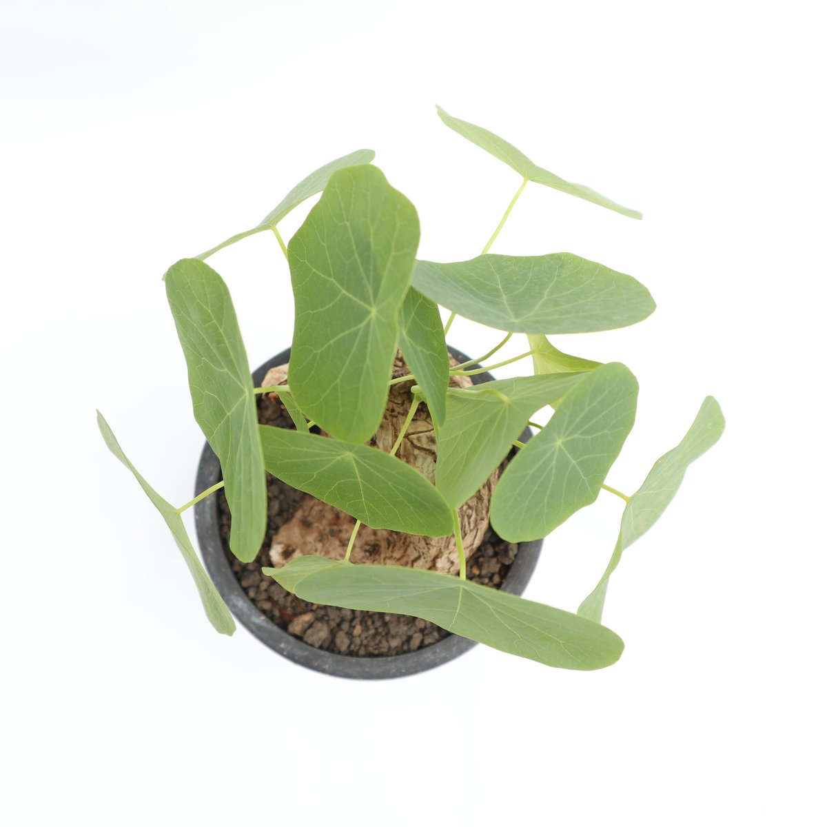 ステファニア ヴェノサ | mana's farm:塊根植物・アガベ・ドライ