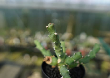ユーフォルビア クリビコラ　Euphorbia clivicola