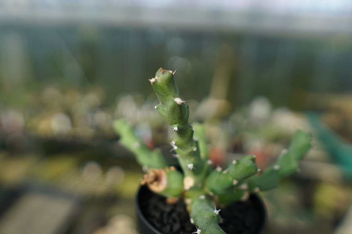 ユーフォルビア クリビコラ Euphorbia clivicola | mana's farm