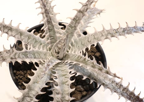 Dyckia HB Tarzan X HB Dancing Dervish