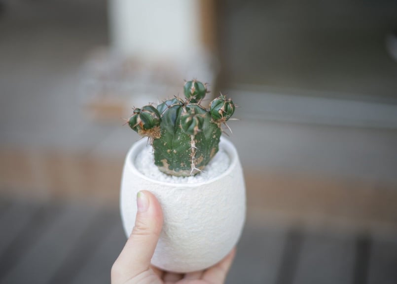 ユーフォルビア ハンディエンシス Euphorbia handiensis | mana's