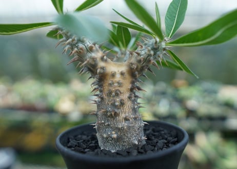 パキポディウム　伊藤ハイブリッド　Pachypodium 'Itoh Hybrid'