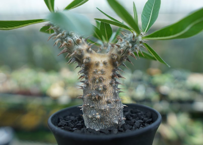 パキポディウム 伊藤ハイブリッド Pachypodium 'Itoh Hybrid' | ma