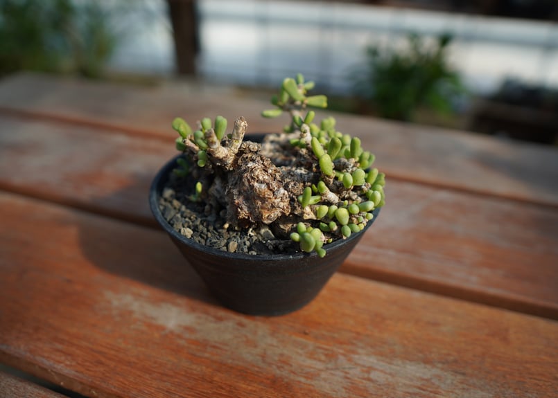 ケラリア ピグマエア No.1 | mana's farm:塊根植物・アガベ・ドライ